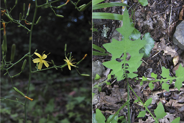 Laitue des murs, Mycelis muralis, Pyrnes, Valle d'Aure, juillet 2012