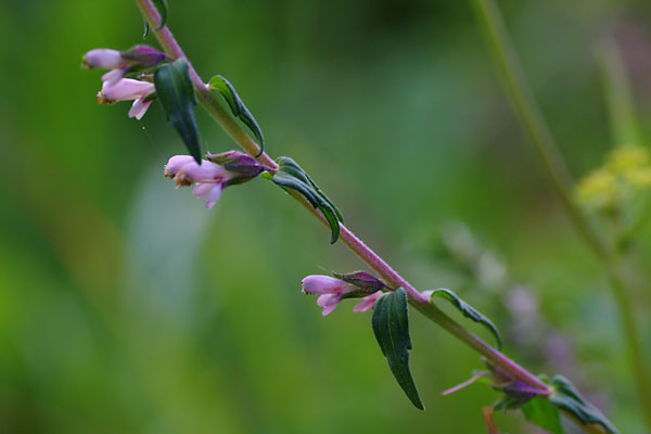 Odontite tardif, Odontites vernus subsp. serotinus, Ile-de-France, aot 2012