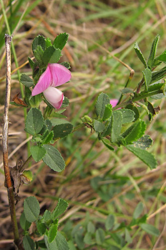 Bugrane pineuse, Ononis spinosa, Pyrnes, Valle d'Aure, juillet 2012
