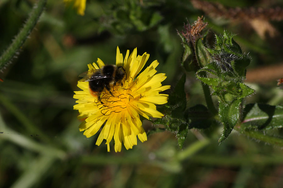 Picride fausse viprine, Picris echioides, Ile-de-France, aot 2012