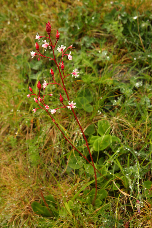 Saxifrage des lieux ombrags, Saxifraga umbrosa, Pyrnes, Les Quatre-vziaux, juillet 2012