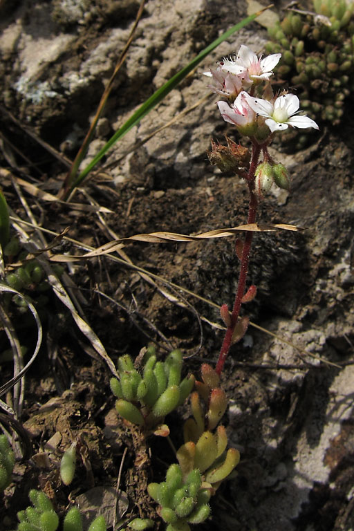 Orpin hriss, Sedum hirsutum, Pyrnes, Valle d'Aure, juillet 2012