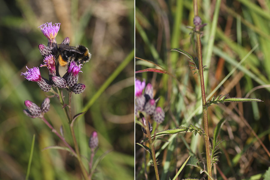 Serratule des teinturiers, Serratula tinctoria, Ctes d'armor, aot 2012