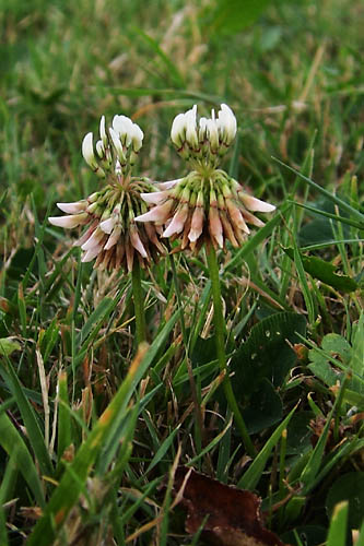 Trfle rampant, Trifolium repens, Ctes d'armor, aot 2012
