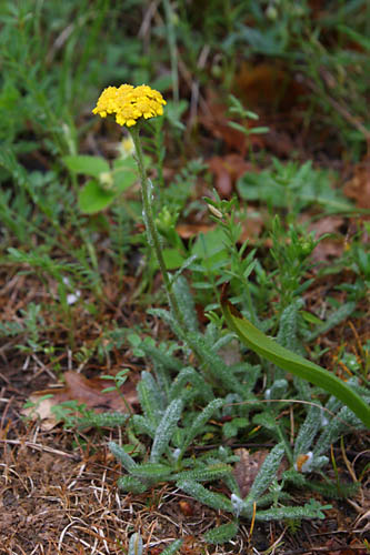 Achille tomenteuse, Achillea tomentosa, Valle du Buch, Hautes-Alpes , mai 2012