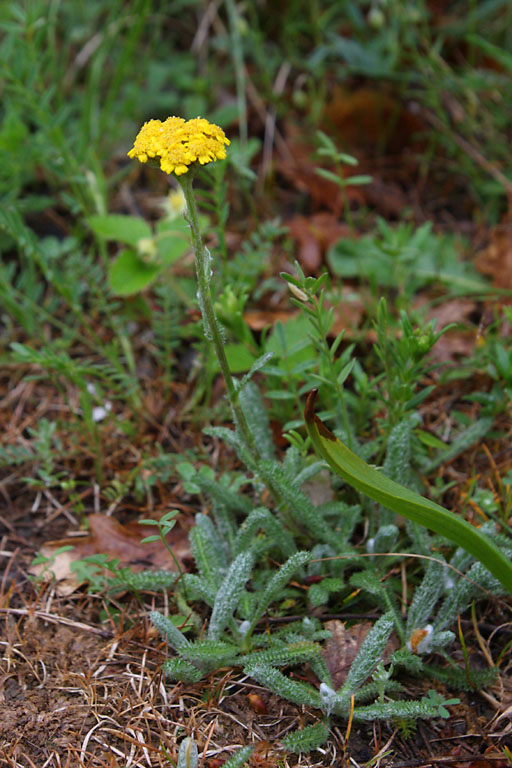 Achille tomenteuse, Achillea tomentosa, Valle du Buch, Hautes-Alpes , mai 2012