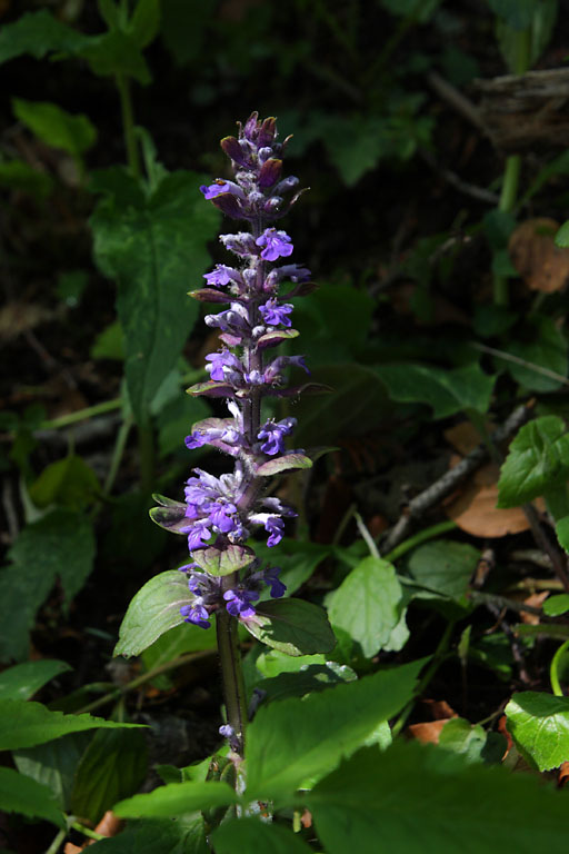 Bugle rampant, Ajuga reptans, Valle du Buch, Hautes-Alpes , mai 2012