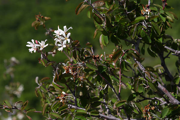 Amlanchier, Amelanchier ovalis, Valle du Buch, Hautes-Alpes , mai 2012