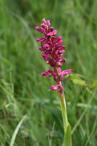 Orchis punaise, Anacamptis coriophora, Valle du Buch, Hautes-Alpes , mai 2012