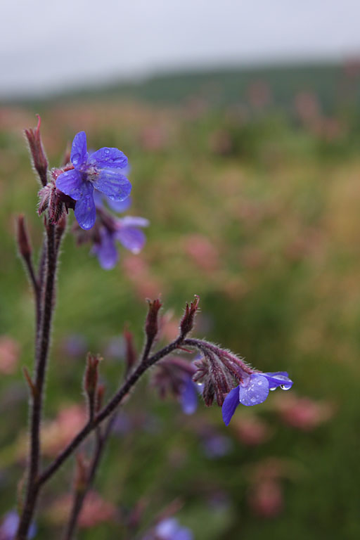 Buglosse d'Italie, Anchusa italica, Valle du Buch, Hautes-Alpes , mai 2012