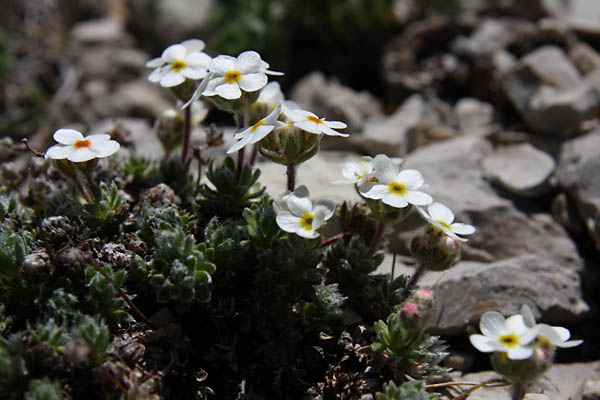 Androsace velue, Androsace villosa, Valle du Buch, Hautes-Alpes , mai 2012