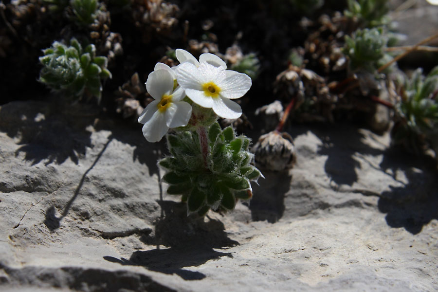 Androsace velue, Androsace villosa, Valle du Buch, Hautes-Alpes , mai 2012