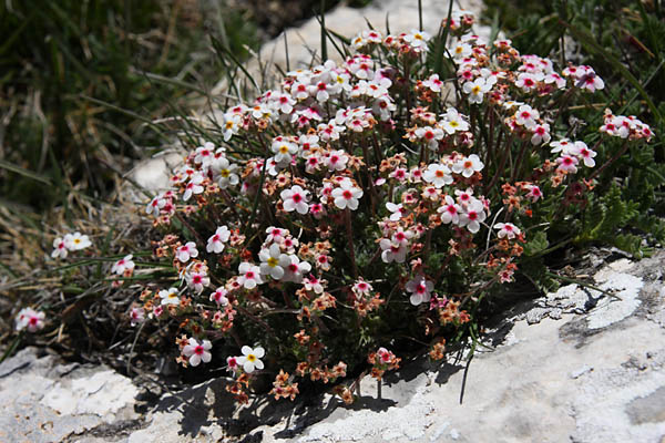 Androsace velue, Androsace villosa, Valle du Buch, Hautes-Alpes , mai 2012