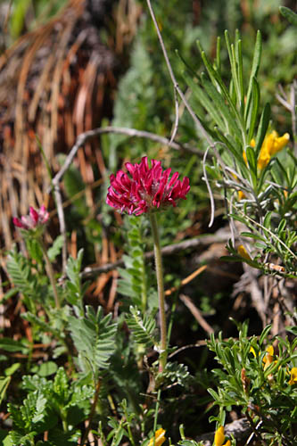 Anthyllide des montagnes, Anthyllis montana, Valle du Buch, Hautes-Alpes , mai 2012