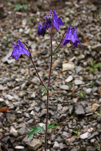 Ancolie commune, Aquilegia vulgaris, Valle du Buch, Hautes-Alpes , mai 2012