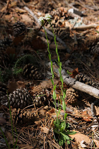 Arabette hrisse, Arabis hirsuta, Valle du Buch, Hautes-Alpes , mai 2012