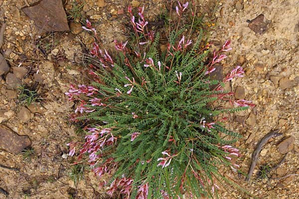 Astragale de Montpellier, Astragalus monspessulanus, Valle du Buch, Hautes-Alpes , mai 2012