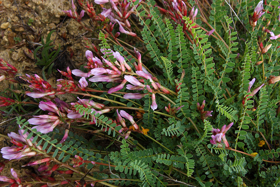 Astragale de Montpellier, Astragalus monspessulanus, Valle du Buch, Hautes-Alpes , mai 2012