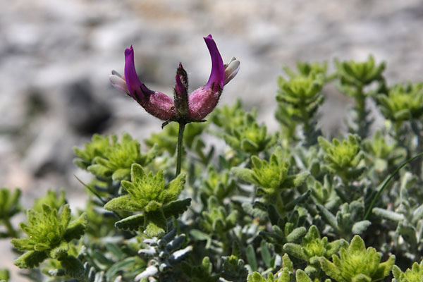 Astragale  calice renfl en vessie, Astragalus vesicarius, Valle du Buch, Hautes-Alpes , mai 2012