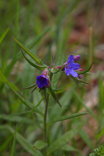 Grmil pourpre-bleu, Buglossoides purpurocaerulea, Valle du Buch, Hautes-Alpes , mai 2012