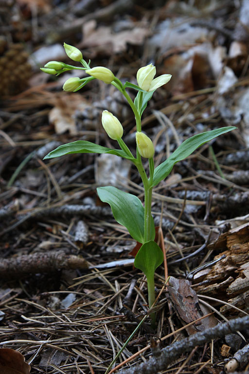 Cphalanthre de damas, Cephalanthera damasonium, Valle du Buch, Hautes-Alpes , mai 2012