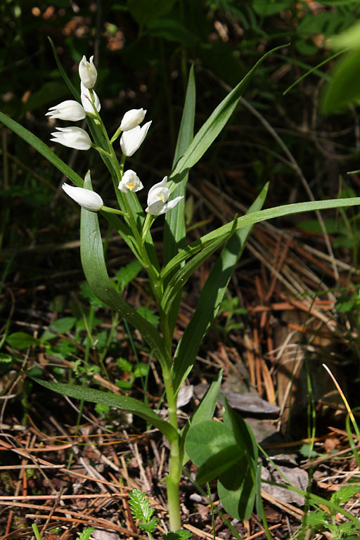 Cphalanthre  longues feuilles, Cephalanthera longifolia, Valle du Buch, Hautes-Alpes , mai 2012