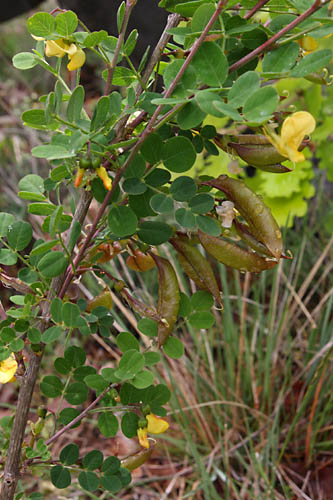 Baguenaudier, Colutea arborescens, Valle du Buch, Hautes-Alpes , mai 2012