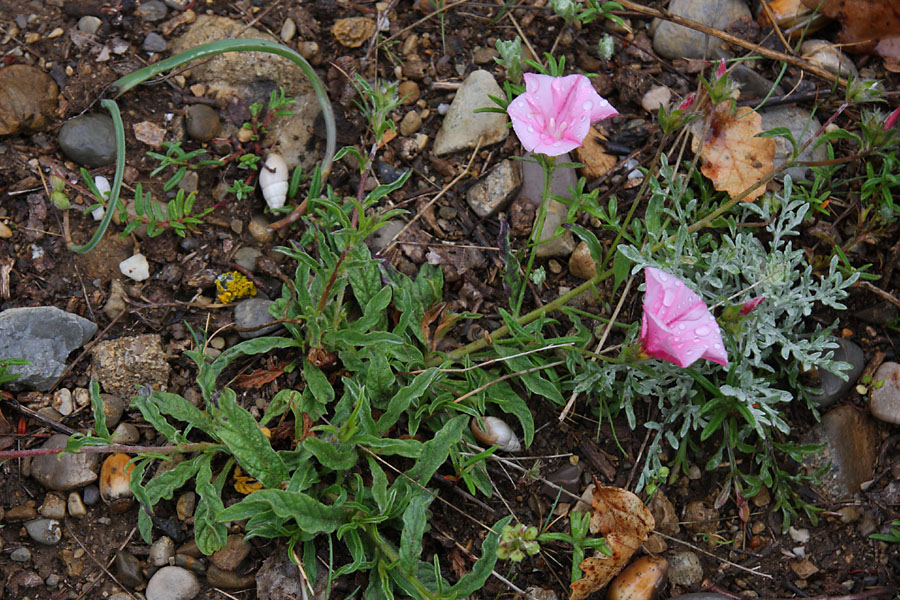 Liseron cantabrique, Convolvulus cantabrica, Valle du Buch, Hautes-Alpes , mai 2012