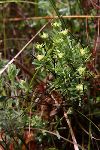 Badasse, Dorycnium pentaphyllum, Valle du Buch, Hautes-Alpes , mai 2012
