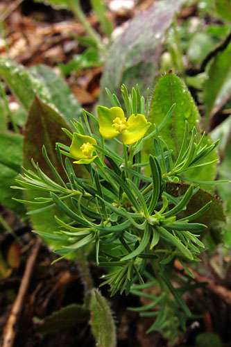 Euphorbe petit-cyprs, Euphorbia cyparissias, Valle du Buch, Hautes-Alpes , mai 2012