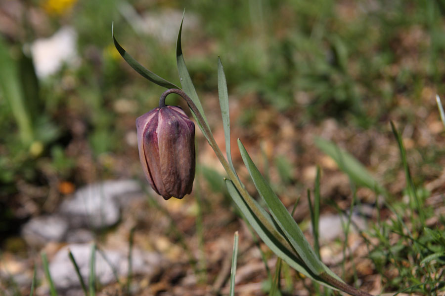 Fritillaire du dauphin, Fritillaria tubiformis, Valle du Buch, Hautes-Alpes , mai 2012