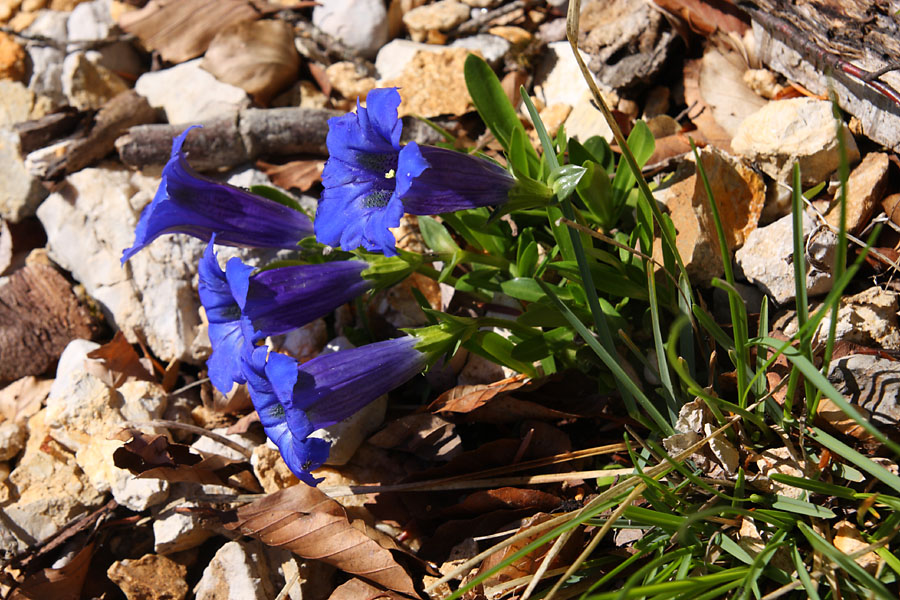 Gentiane  feuilles troites, Gentiana angustifolia, Valle du Buch, Hautes-Alpes , mai 2012