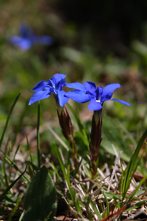 Gentiane dauphinoise, Gentiana delphinensis, Valle du Buch, Hautes-Alpes , mai 2012