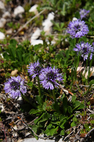 Globulaire  feuilles en curs, Globularia cordifolia, Valle du Buch, Hautes-Alpes , mai 2012