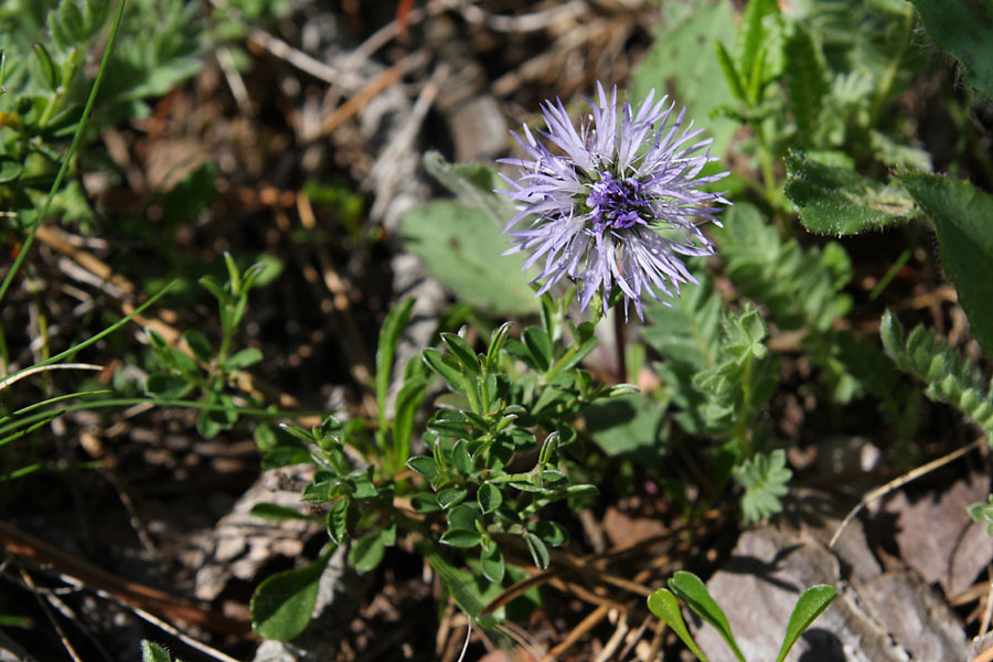 Globulaire  feuilles en curs, Globularia cordifolia, Valle du Buch, Hautes-Alpes , mai 2012