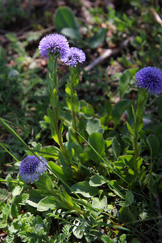 Globulaire commune, Globularia bisnagarica, Valle du Buch, Hautes-Alpes , mai 2012