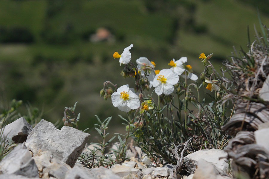 Hlianthme des Apennins, Helianthemum apenninum, Valle du Buch, Hautes-Alpes , mai 2012
