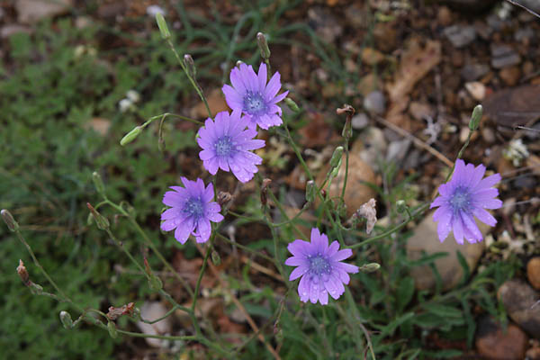 Laitue vivace, Lactuca perennis, Valle du Buch, Hautes-Alpes , mai 2012