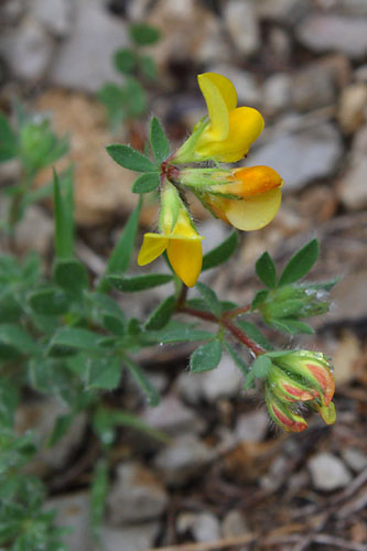 Lotier cornicul, Lotus corniculatus, Valle du Buch, Hautes-Alpes , mai 2012