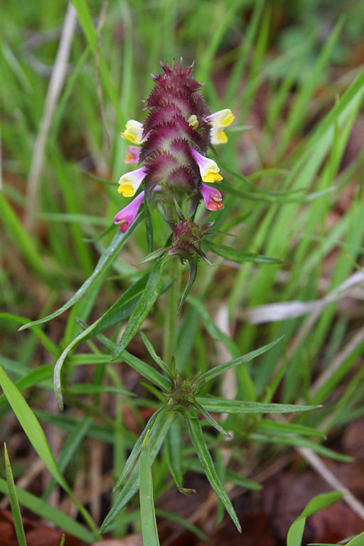 Mlampyre en crte, Melampyrum cristatum, Valle du Buch, Hautes-Alpes , mai 2012