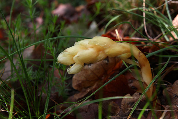 Monotrope sucepin, Monotropa hypopitys, Valle du Buch, Hautes-Alpes , mai 2012