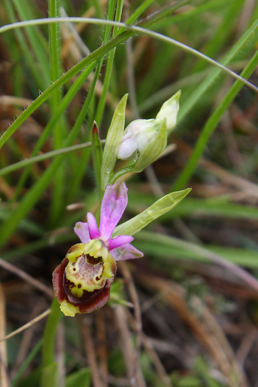 Ophrys fausse bcasse, Ophrys pseudoscolopax, Valle du Buch, Hautes-Alpes , mai 2012