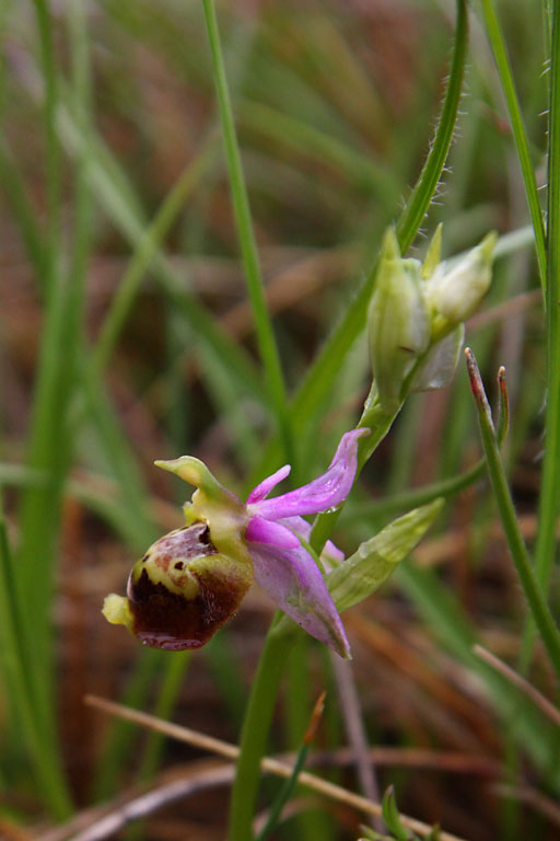Ophrys fausse bcasse, Ophrys pseudoscolopax, Valle du Buch, Hautes-Alpes , mai 2012