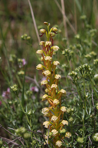 Homme pendu, Orchis anthropophora, Valle du Buch, Hautes-Alpes , mai 2012