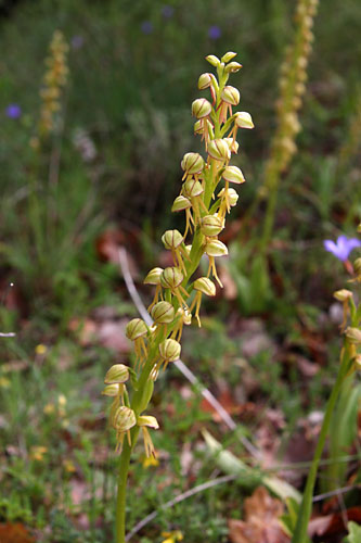 Homme pendu, Orchis anthropophora, Valle du Buch, Hautes-Alpes , mai 2012