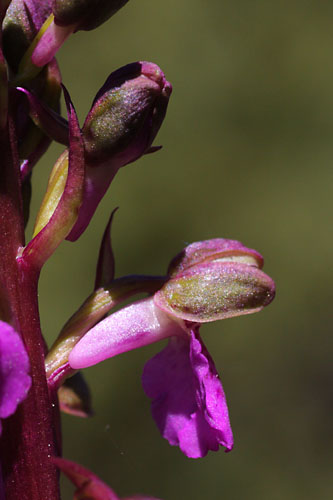 Orchis de Spitzel, Orchis spitzelii, Valle du Buch, Hautes-Alpes , mai 2012