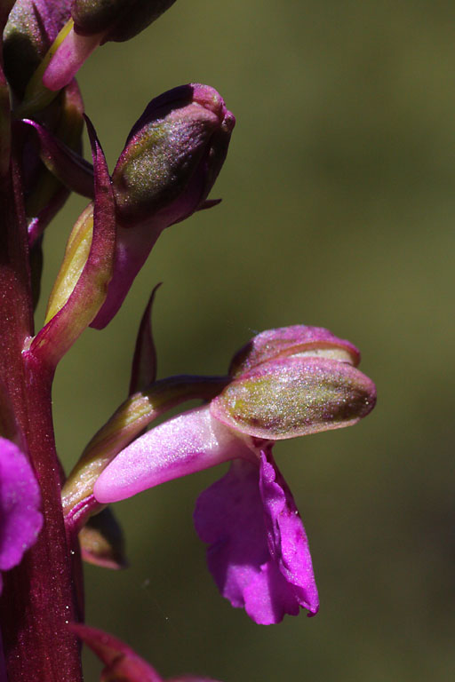 Orchis de Spitzel, Orchis spitzelii, Valle du Buch, Hautes-Alpes , mai 2012