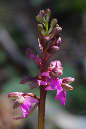 Orchis de Spitzel, Orchis spitzelii, Valle du Buch, Hautes-Alpes , mai 2012