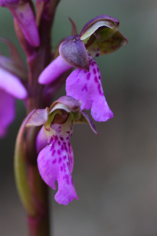 Orchis de Spitzel, Orchis spitzelii, Valle du Buch, Hautes-Alpes , mai 2012