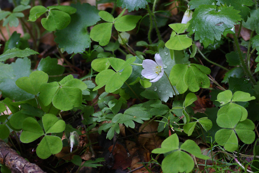 Oxalis des bois, Oxalis acetosella, Valle du Buch, Hautes-Alpes , mai 2012